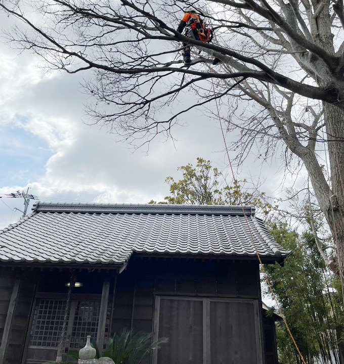 特殊伐採　徳島　植木屋山猿　神社やお寺・墓地